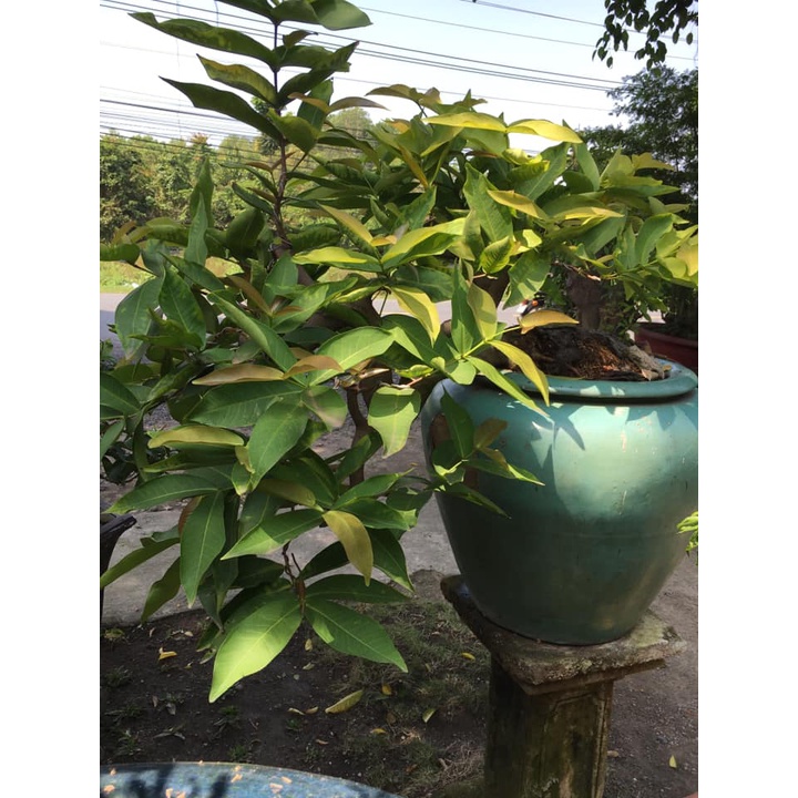 Cây mận Hoàng Yến giống
