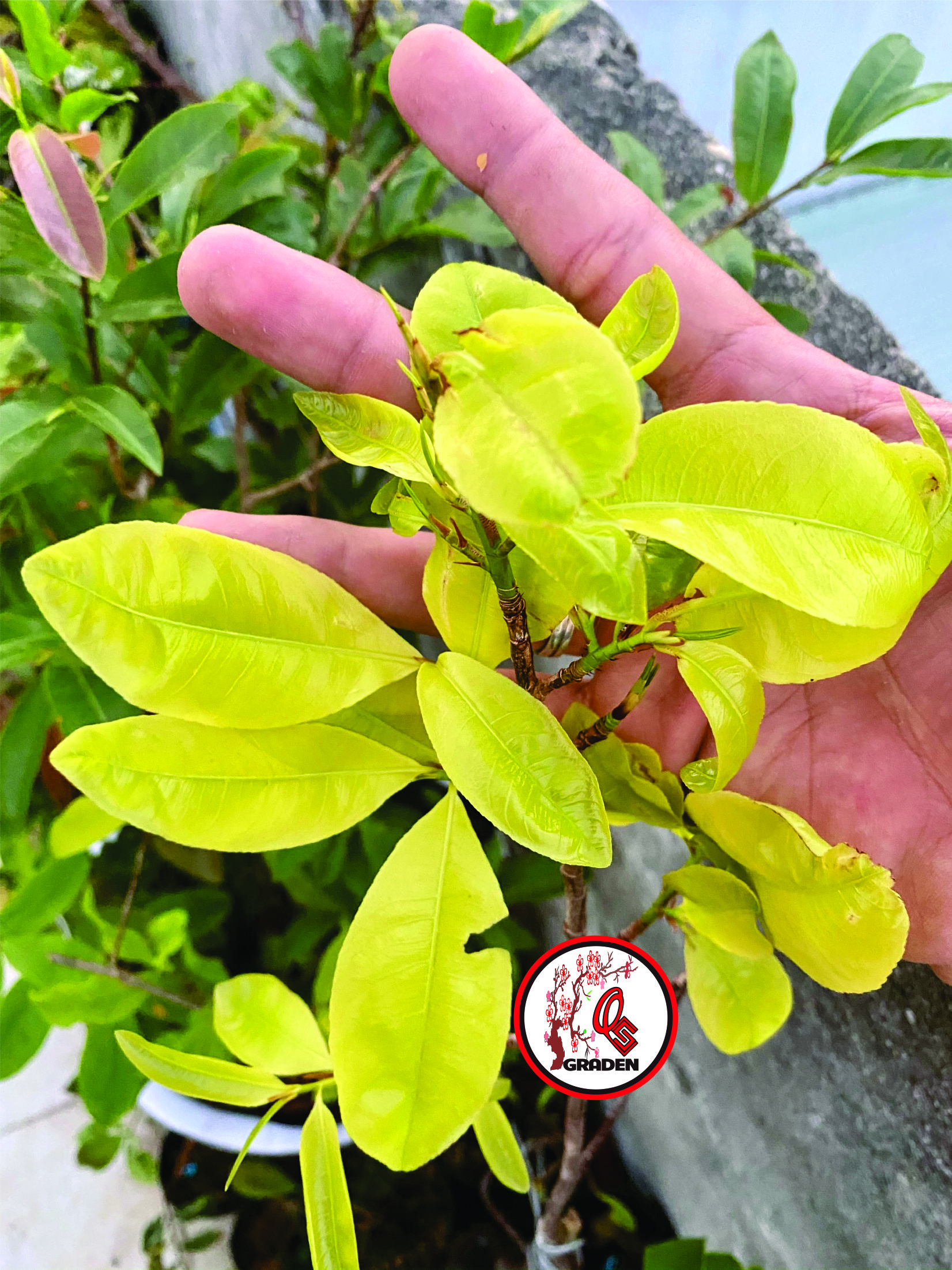 ( hàng tốt ) Hoa Mai Lá Ngọc Cành Vàng
