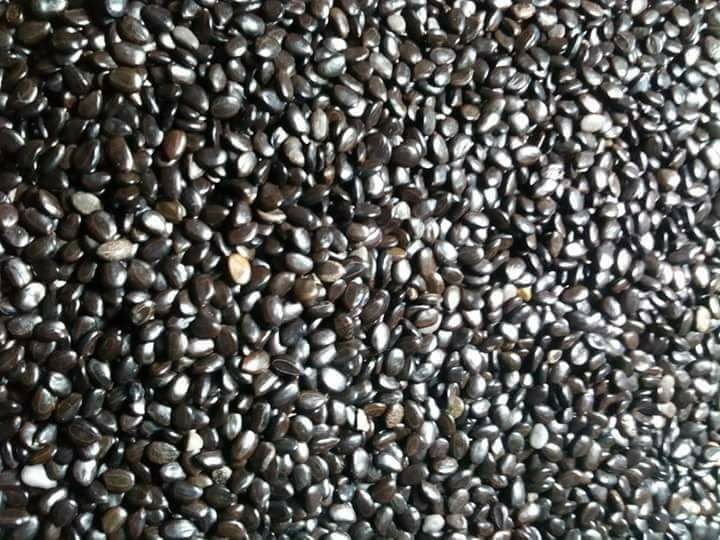 500 gram hạt giống keo lai