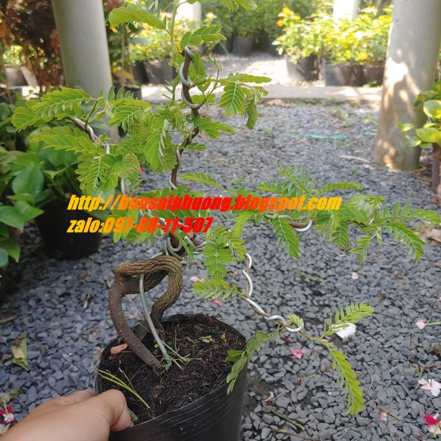 cây me bonsai mini