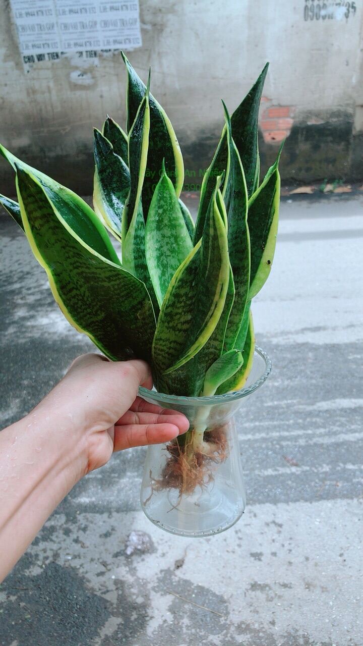 Chậu Lưỡi Hổ Thuỷ Sinh