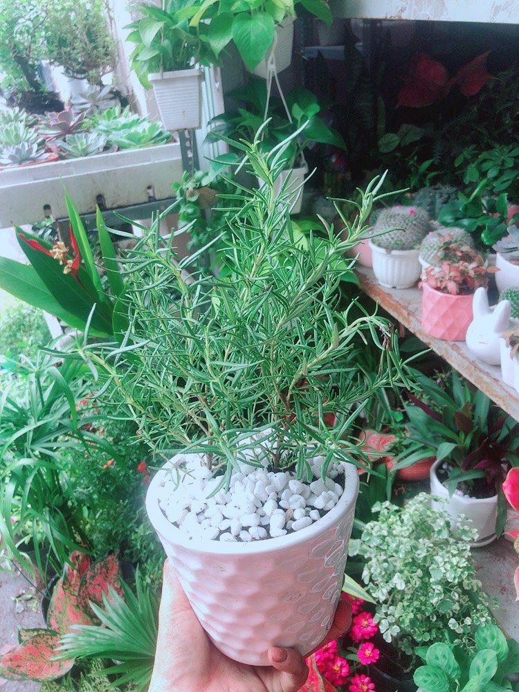 Chậu Cây Hương Thảo