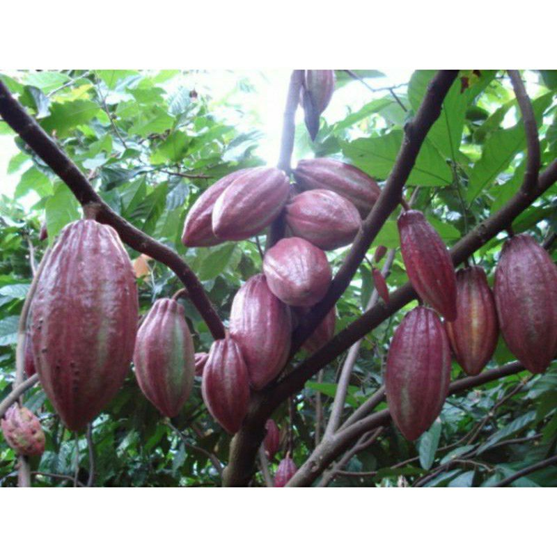 Cây cacao giống cho trái sớm