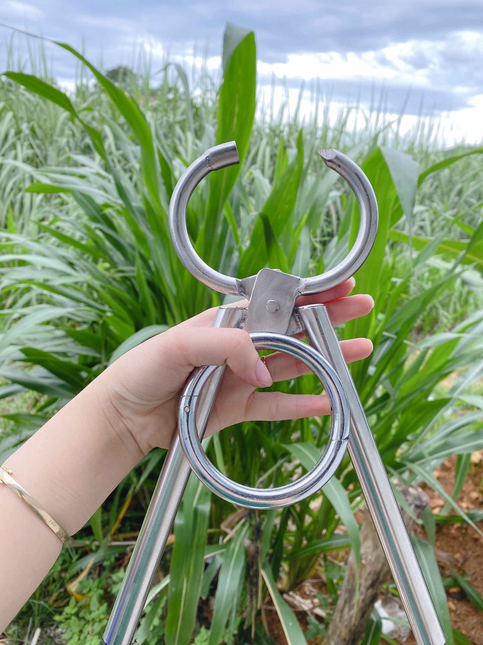 Vòng sỏ mũi trâu bò inox