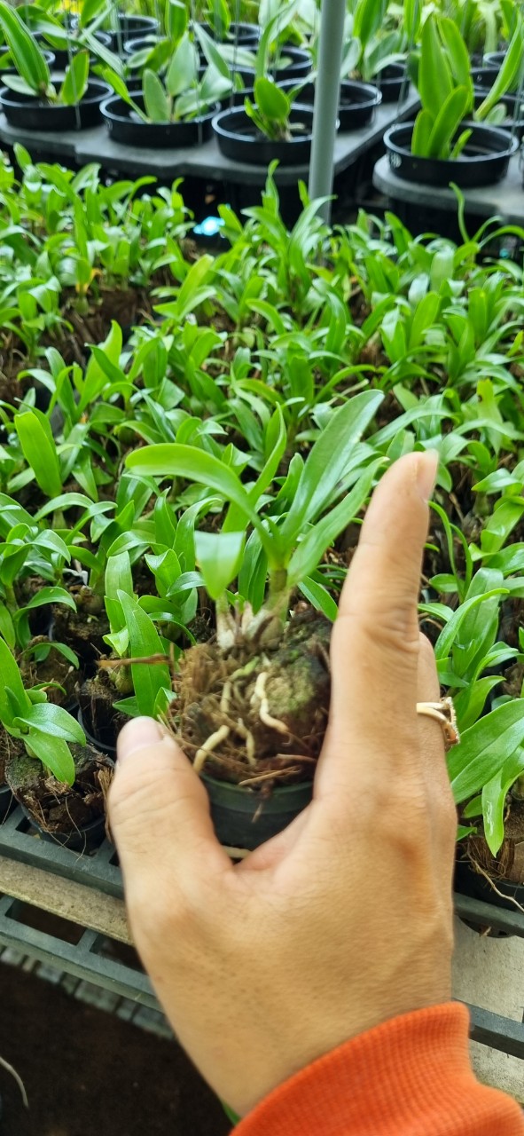 Hoa lan damary 3 lưỡi size cây giống cao 5-10cm