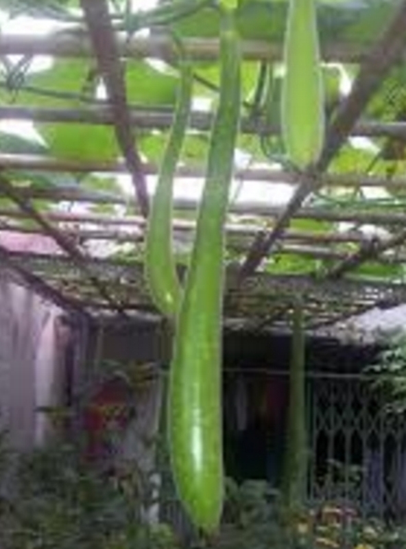 5 Hạt giống Bầu sao quả dài