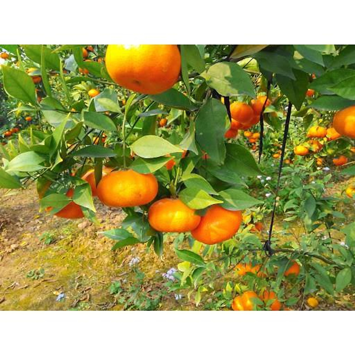 CÂY GIỐNG CAM ĐƯỜNG CANH SIÊU SỚM