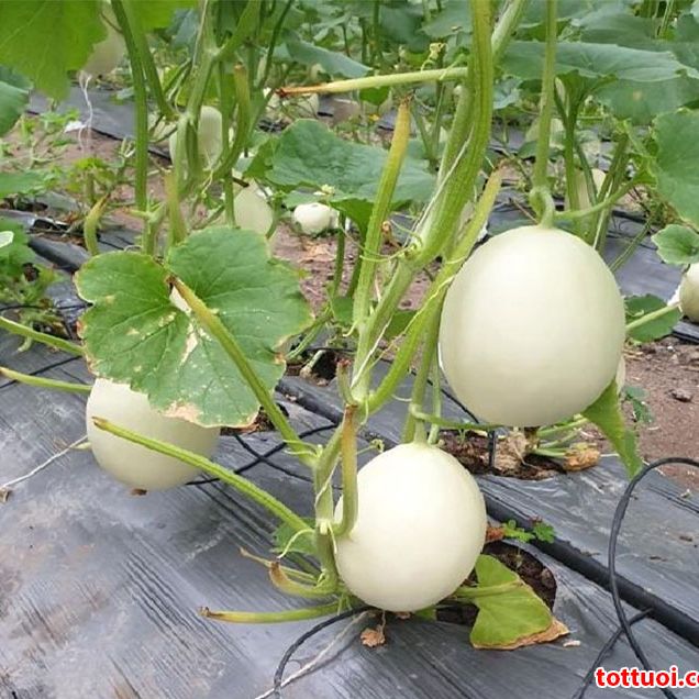 Hạt Giống Dưa Lê Bạch Tuyêt Quả Mọng (Gói 10 Hạt) - Dễ Trồng, Siêu Mọng