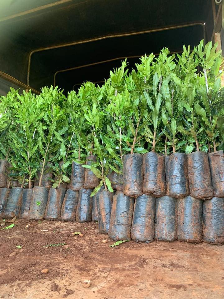 Cây giống MẮC CA ghép [ Cây ghép được 2-3 năm, to khỏe, sinh trưởng tốt ].