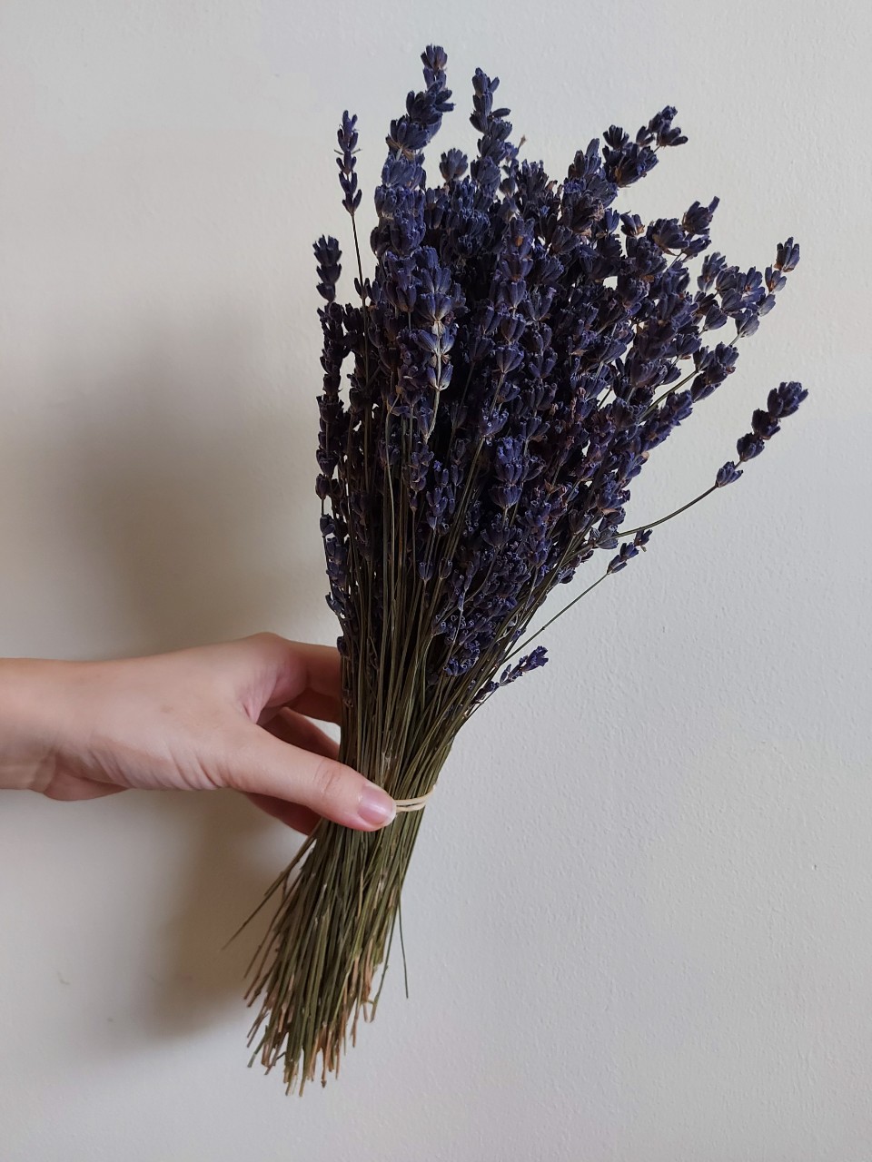 Bó Lavender khô Pháp 300 cành