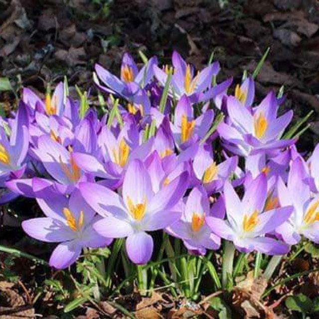 1 Củ hoa nghệ tây saffron