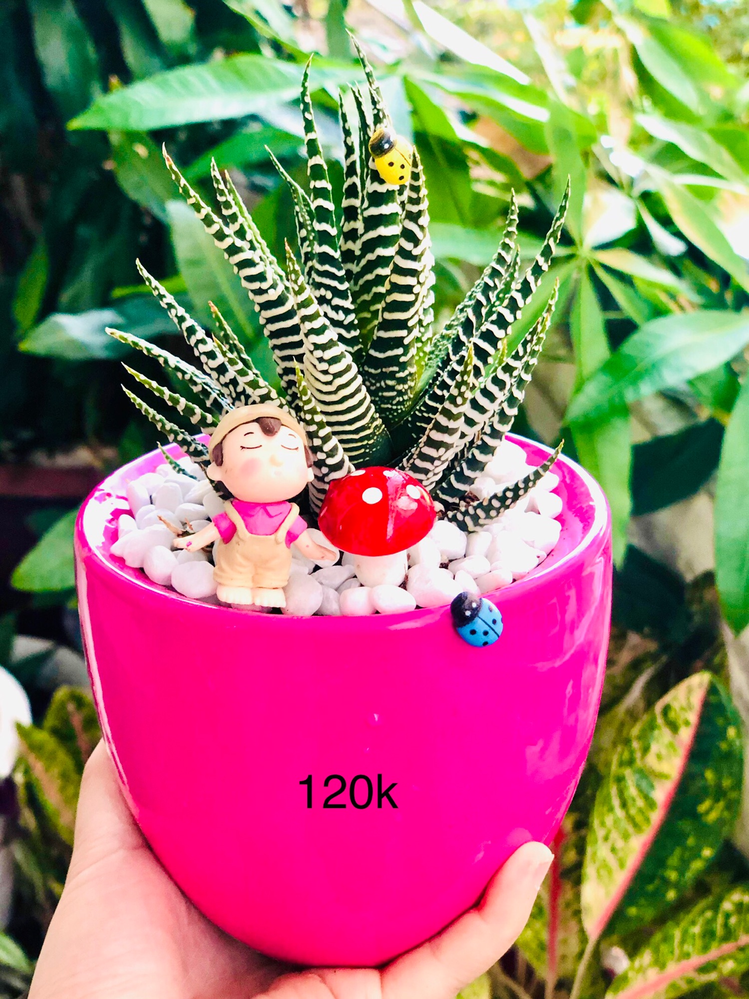 Chậu tiểu cảnh hồng