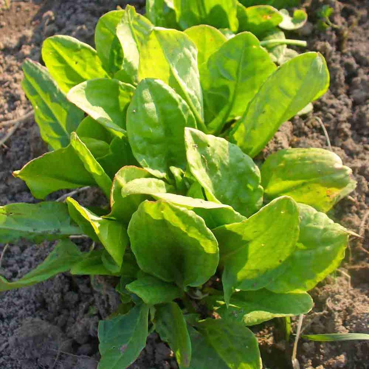 1Gr Hạt Giống Rau Chua Sorrel (TLA0| B43*X32*M166)