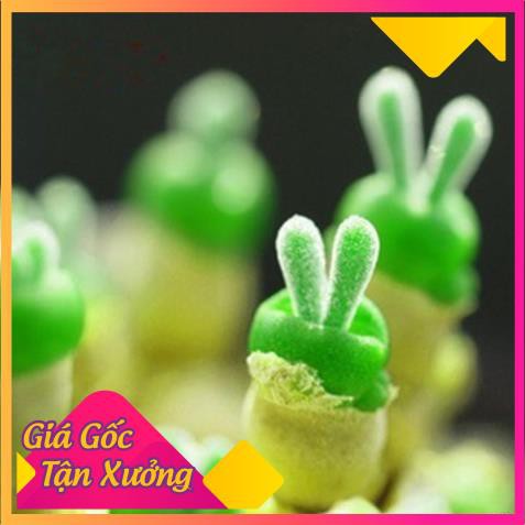 Khu vườn combo hạt giống xương rồng mix hạt giống tai thỏ .