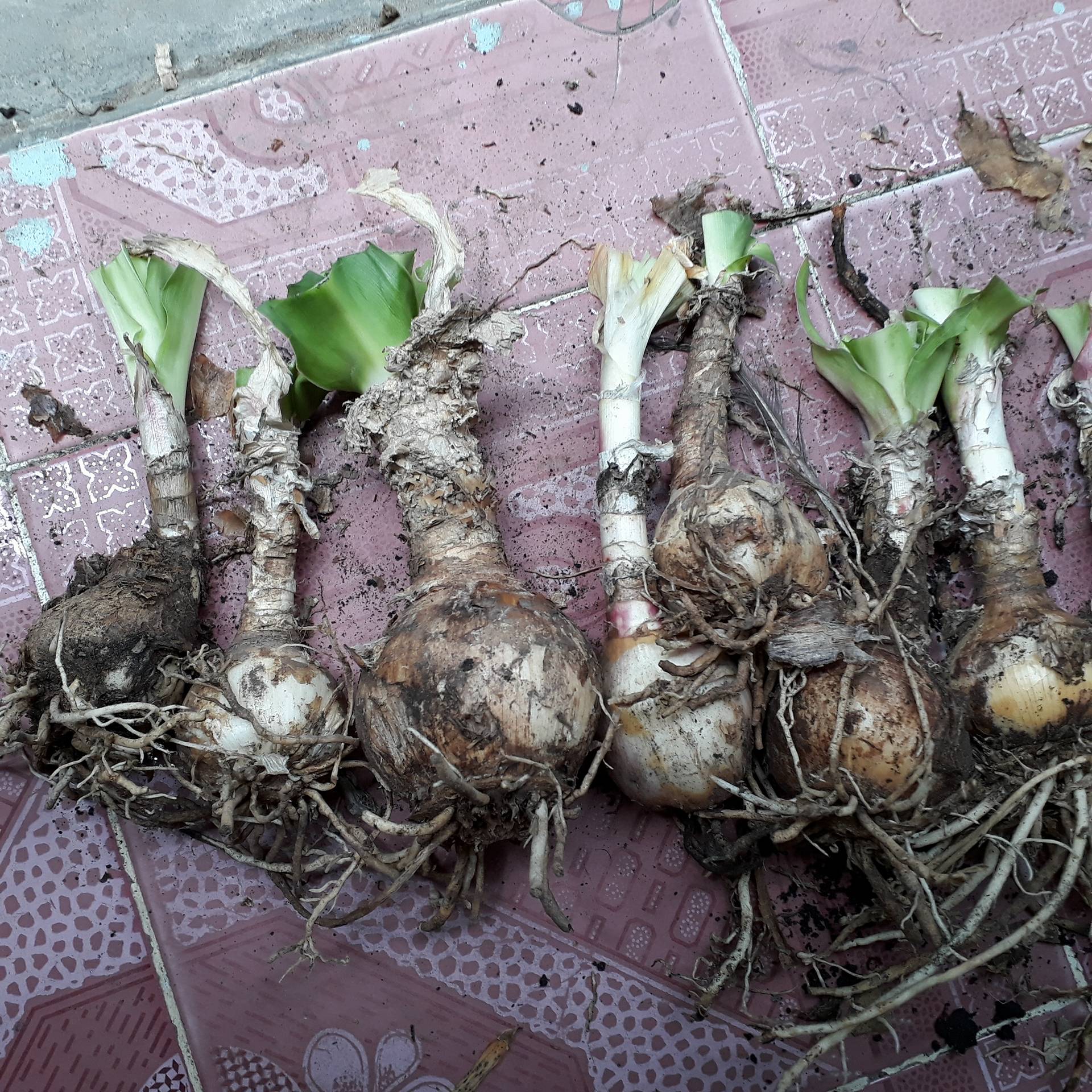 Cây giống trinh nữ hoàng cung combo 3 cây