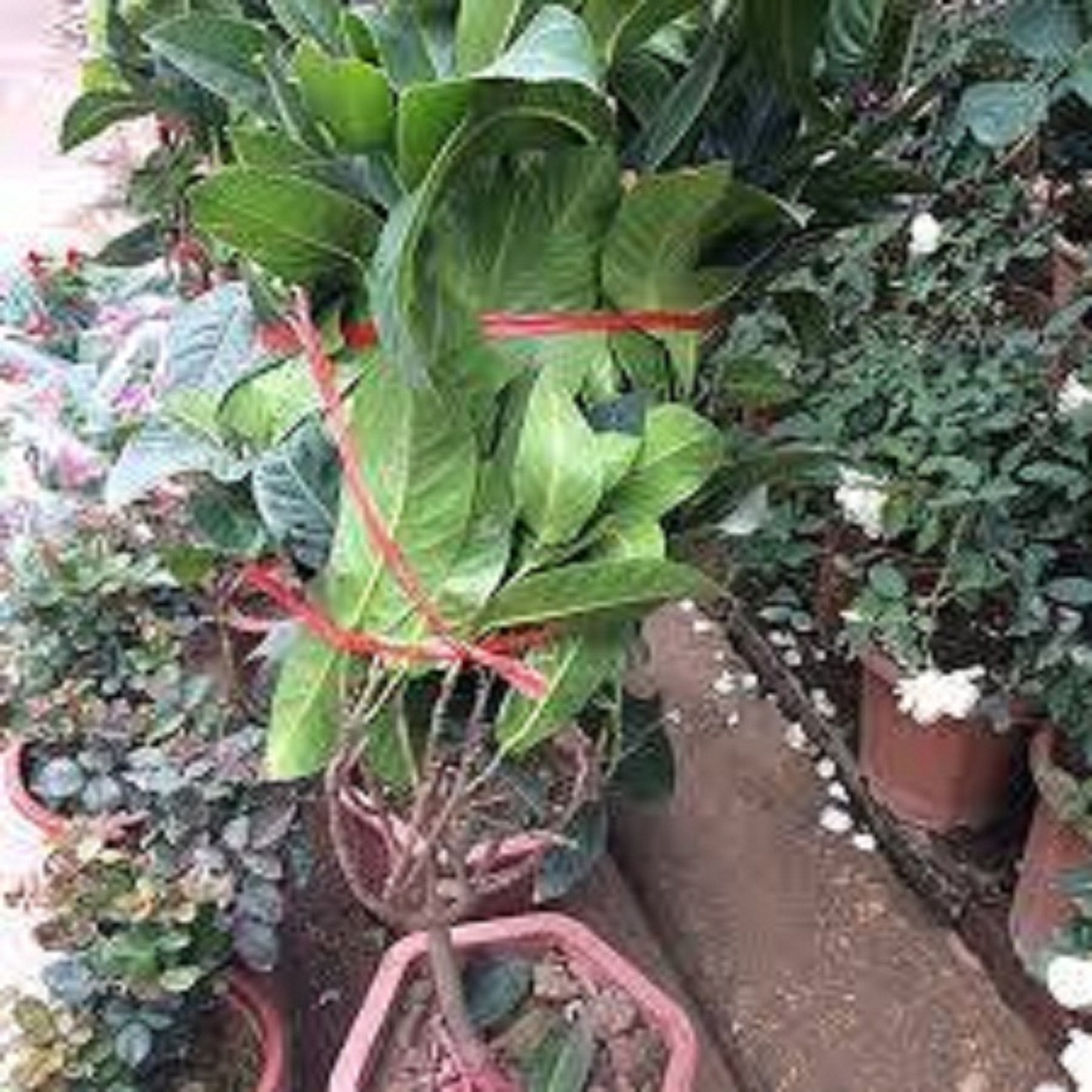 CÂY HOA  GIỐNG HOA HẢI ĐƯỜNG TRẮNG