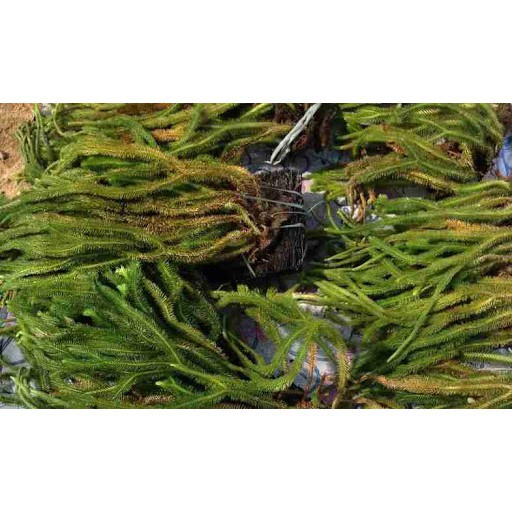 1kg cây thông đất khô hàng loại 1