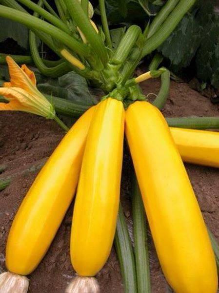 Hạt giống bí ngồi vàng - 20 hạt/gói