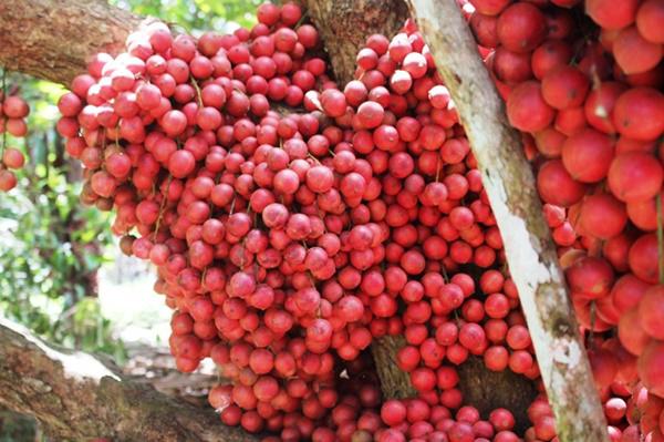 CÂY GIỐNG DÂU DA ĐẤT Ngọt