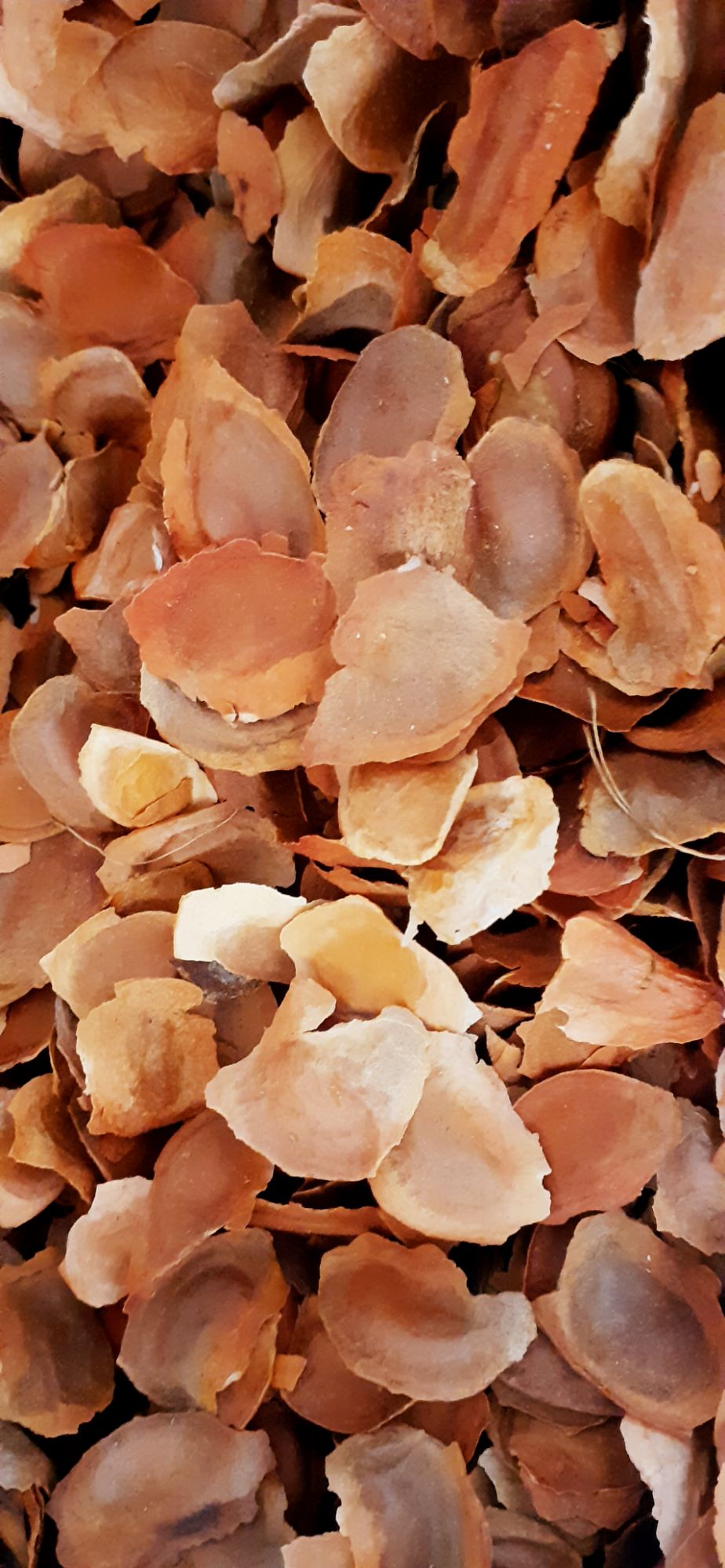 200 gram hạt xà cừ