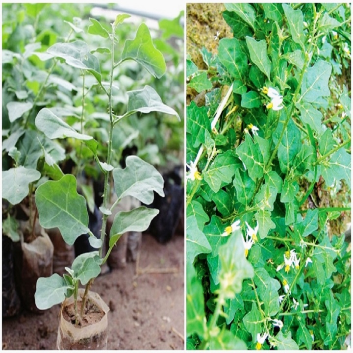 CÂY GIỐNG CÀ GAI LEO SIÊU TỐT