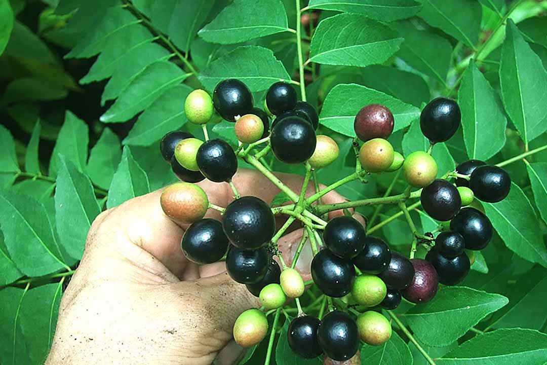 1 KG HẠT GIỐNG CÂY XOAN. [ TRỒNG KINH TẾ HOẶC DƯỢC LIỆU ]