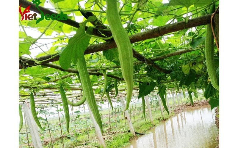Hạt giống lặc lày lai f1 rado 248 rạng đông gói 5hạt