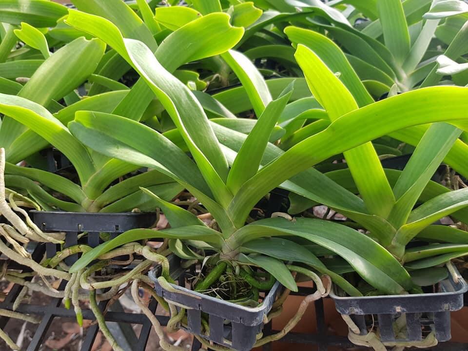 Hoa lan ngọc điểm cây trưởng thành