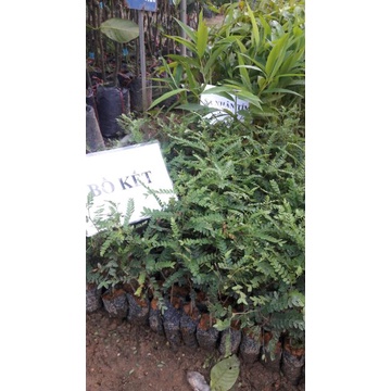 Cây giống bồ kết nếp