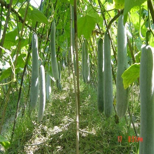 Hạt giống bí xanh dài ( bí sặt ) 1 gói 30 hạt