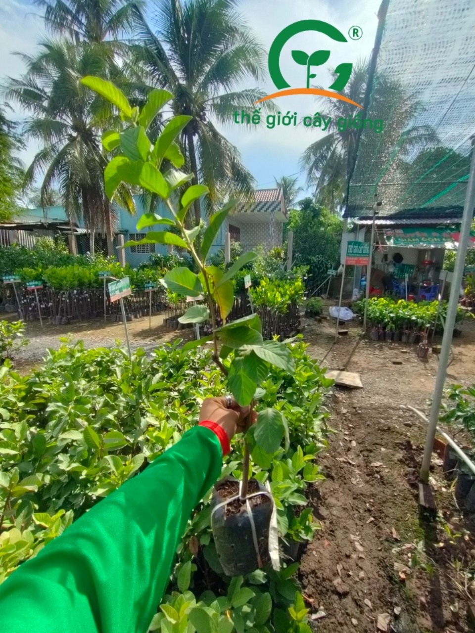 BỘ 10 CÂY GIỐNG ỔI NỮ HOÀNG