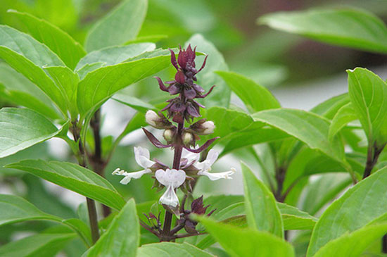 Túi 1 Gram Hạt Giống rau Húng quế