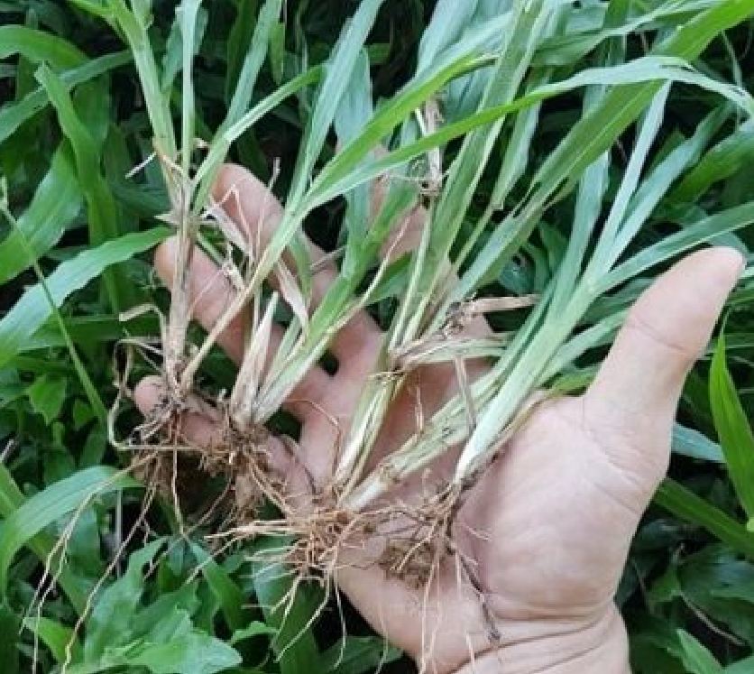 Hạt giống cỏ lá Gừng (cỏ lá Tre) - Gói 100 Hạt