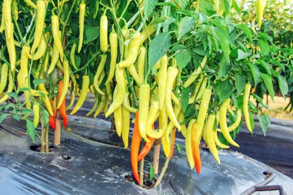 Hạt giống ớt sừng (gói 60 hạt)