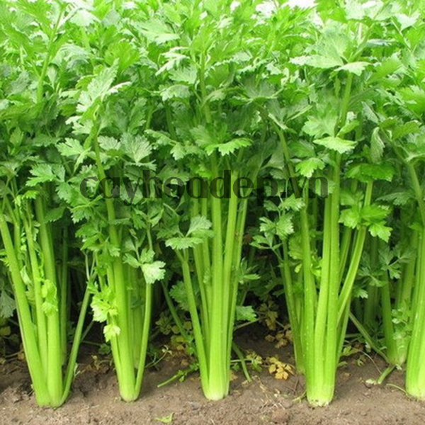 Hạt giống cần tây 5gr