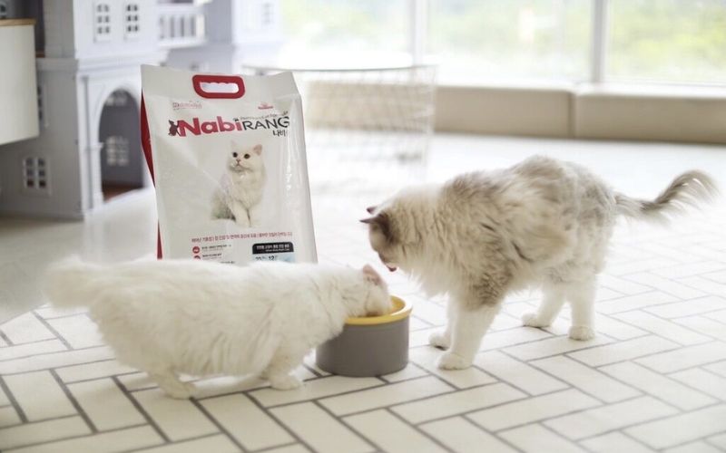 NabiRang 5kg - Thức ăn hạt khô cho mèo mọi lứa tuổi
