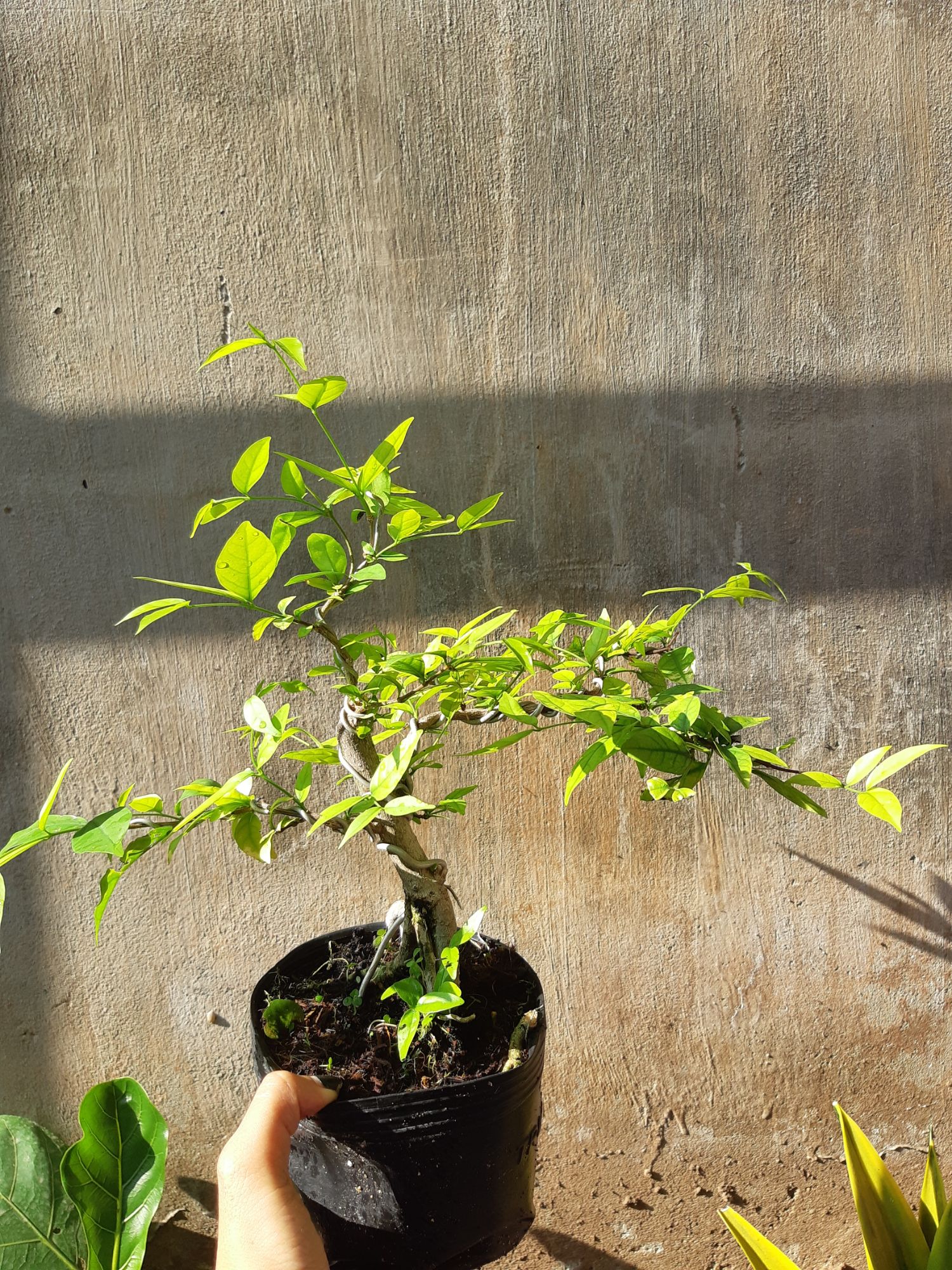 mai chiếu thủy bonsai mini