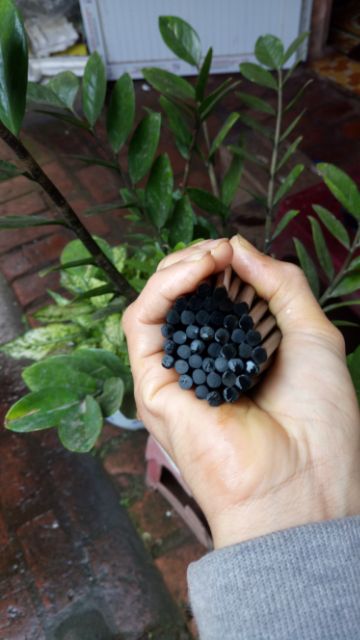Đũa Gỗ Mun Sừng (6 Đôi)