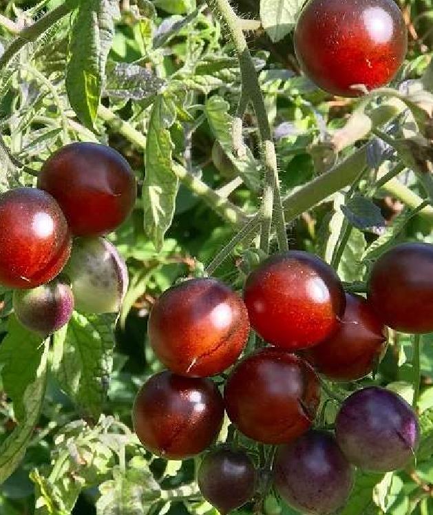 Chocolate Cherry Tomato Seeds - Pack of 30 Seeds