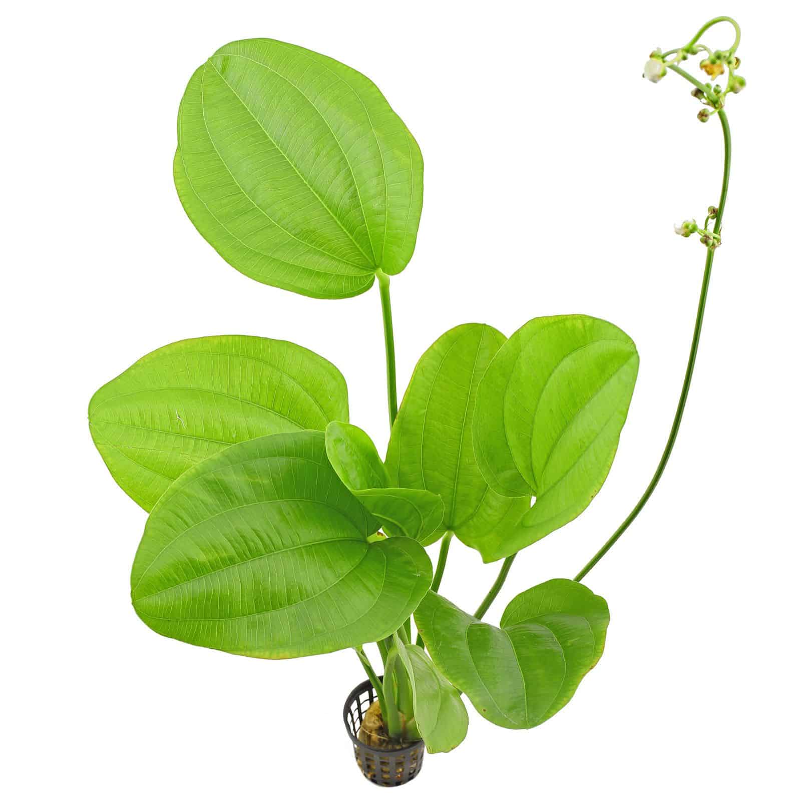 Bách thuỷ tiên  mang đến may mắn thịnh vượng (cây trưởng thành)