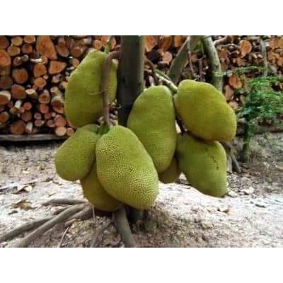 Cây Giống Mít nghệ tứ quý (cây ghép mau trái )