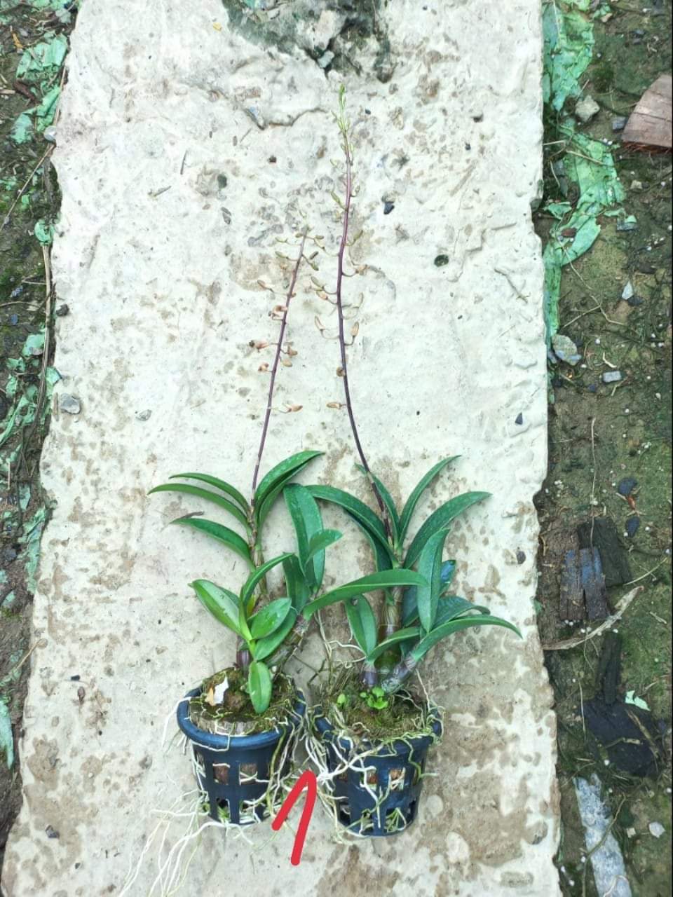 HOA LAN NẮNG SING JASMINE