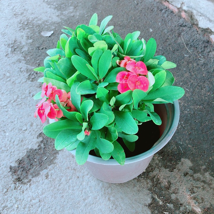 Chậu Xương Rồng Bát Tiên