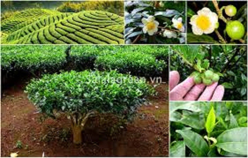 combo 3 bầu cây giống cây trà (chè ) xanh