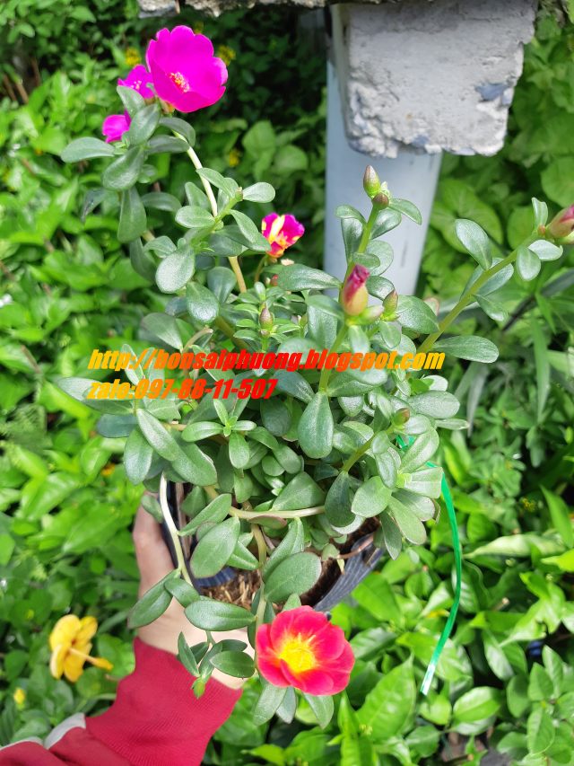 combo 3 chậu hoa 10 giờ THÁI - VIỆT - MỸ