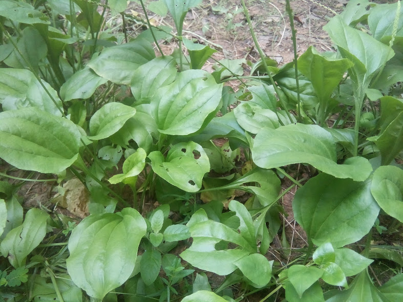 Cây mã đề tươi - gói 1kg
