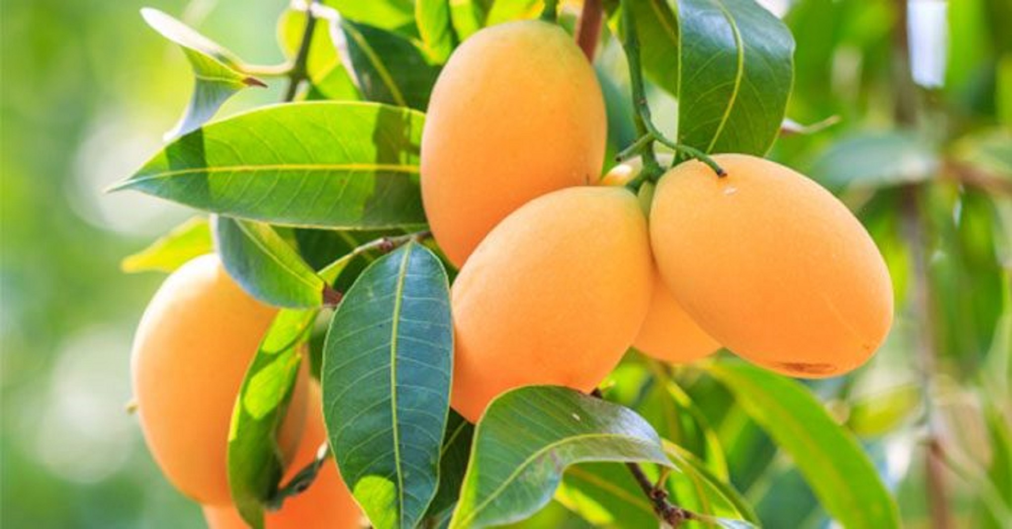CÂY GIỐNG XOÀI THANH CA [ GIỐNG Xoài ghép18 tháng cho quả ].