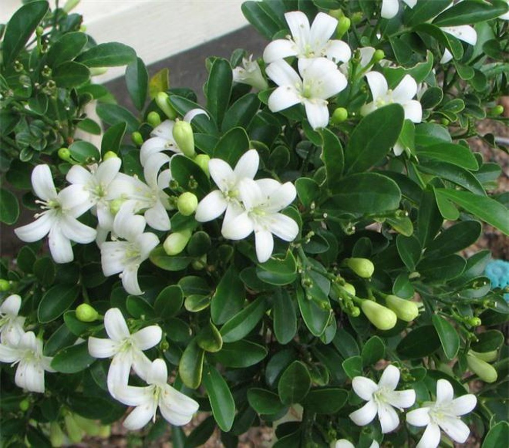 CÂY NGUYỆT QUẾ THÁI SIZE TO SIÊU ĐẸP, HOA SIÊU THƠM
