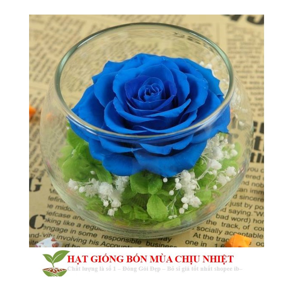 30C Hạt Giống Hoa Hồng Xanh 10H