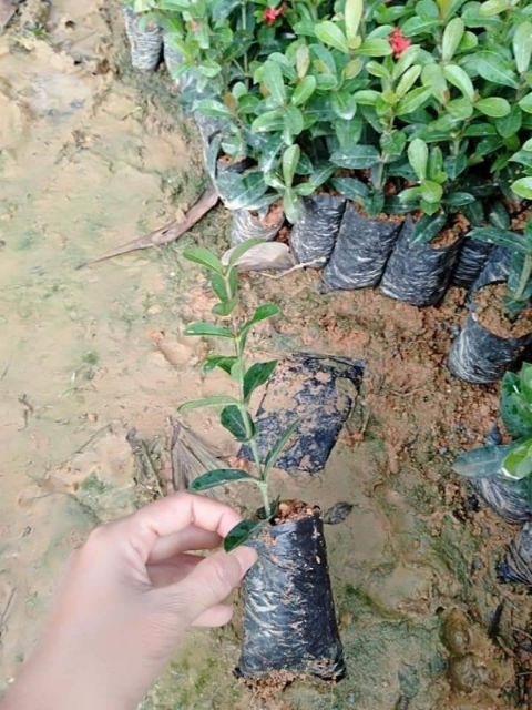 Mẫu Đơn Ta 🌲FREESHIP🌲 Đủ Màu [ Cây giống ]